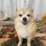 ９/８　トリミング