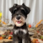 9/9　トリミング