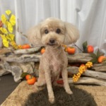 9/15　トリミング