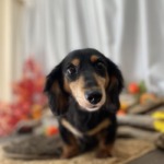 9/16　トリミング