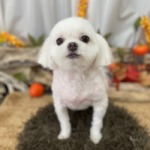 ９/28　トリミング