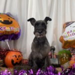 10/11 トリミング