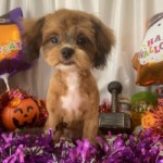 10/13 トリミング