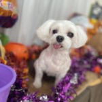 10/17 トリミング