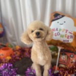 10/18 トリミング