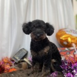 10/23　トリミング