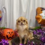 10/24　トリミング