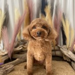 10/26　トリミング