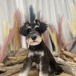 10/28 トリミング