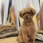 10/29 トリミング