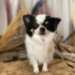 11/9　トリミング