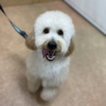 11/25　トリミング