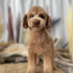 11/26　トリミング