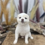 11/27　トリミング