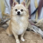 11/29 トリミング