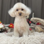 1/20　トリミング