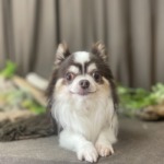 5/14　トリミング