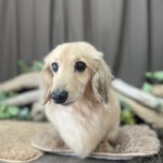 5/15　トリミング