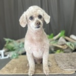 5/18　トリミング