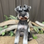 5/19　トリミング