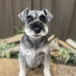 5/22　トリミング