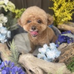 5/25　トリミング