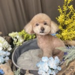 5/26　トリミング