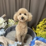 6/2　トリミング