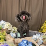 6/4　トリミング