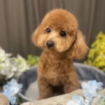 6/6　トリミング