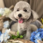 6/9　トリミング