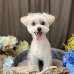 6/10　トリミング