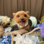 6/11　トリミング