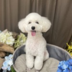 6/12　トリミング