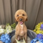 6/13　トリミング