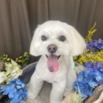 6/15　トリミング