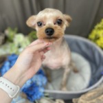 6/20　トリミング