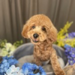 6/21　トリミング