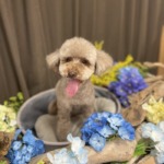 6/22　トリミング