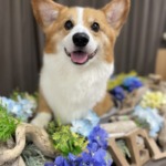 6/23　トリミング