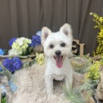 6/28　トリミング