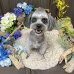 6/29　トリミング