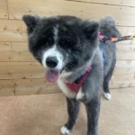 6/30　トリミング