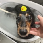 7/6　トリミング