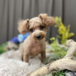 7/2　トリミング