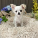 7/3　トリミング