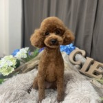 7/9　トリミング