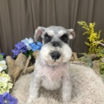 7/10 トリミング