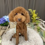 7/11　トリミング