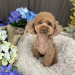 7/12　トリミング